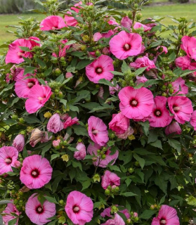 Hibiscus moscheutos 'Candy Crush'